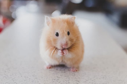 hamster on counter