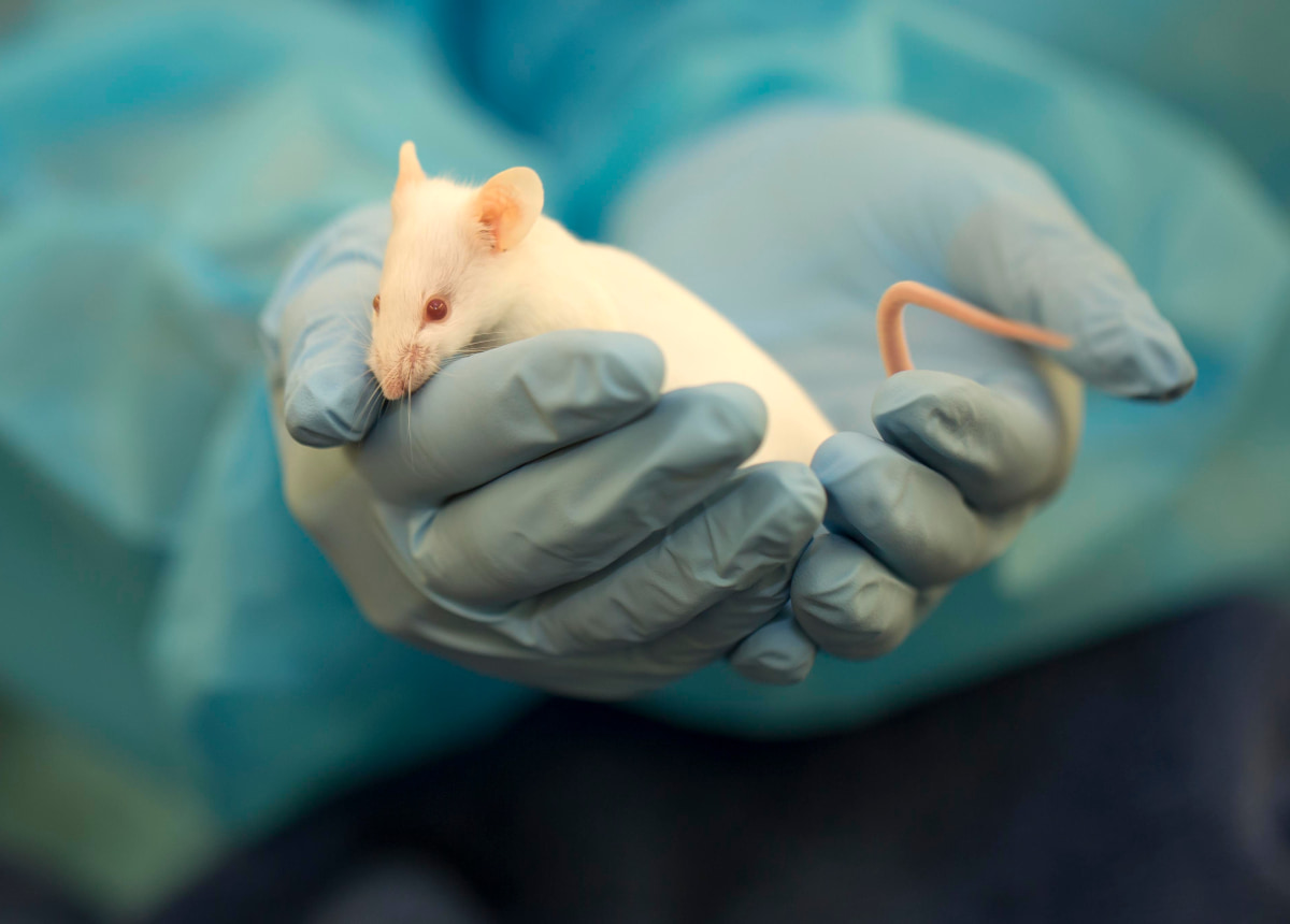worker holding rat in hands with gloves