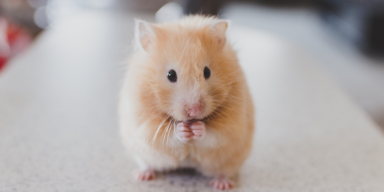 Institutional Animal Care and Use Committee (IACUC)