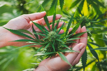 Cannabis in Adolescents Study